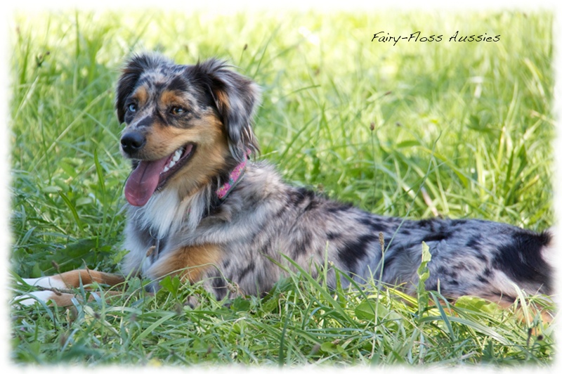 Mini Aussie Welpen -   Mini Aussie Züchter - Gesunde Mini         Aussies