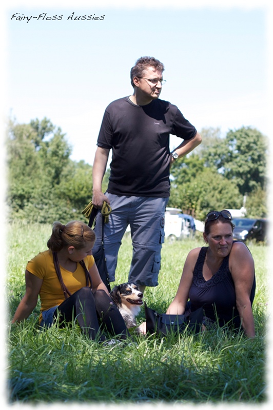 Mini Aussie Welpen -   Mini Aussie Züchter - Gesunde Mini         Aussies