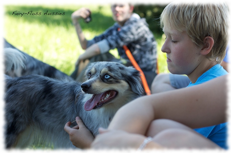 Mini Aussie Welpen -   Mini Aussie Züchter - Gesunde Mini    Aussies