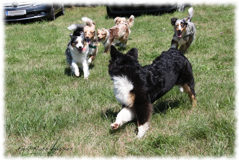 Mini Aussie Welpen -   Mini Aussie Züchter - Gesunde Mini     Aussies