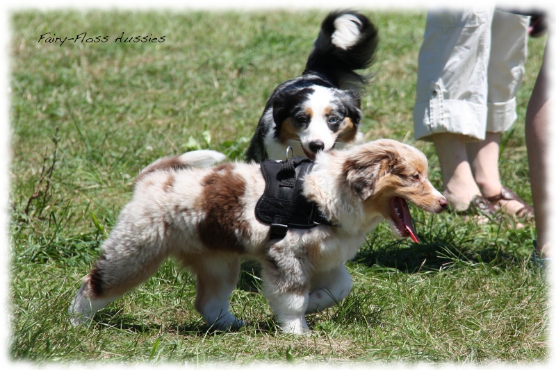 Mini Aussie Welpen -   Mini Aussie Züchter - Gesunde Mini      Aussies