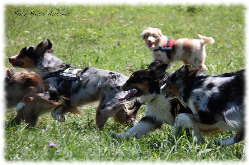 Mini Aussie Welpen -   Mini Aussie Züchter - Gesunde Mini     Aussies