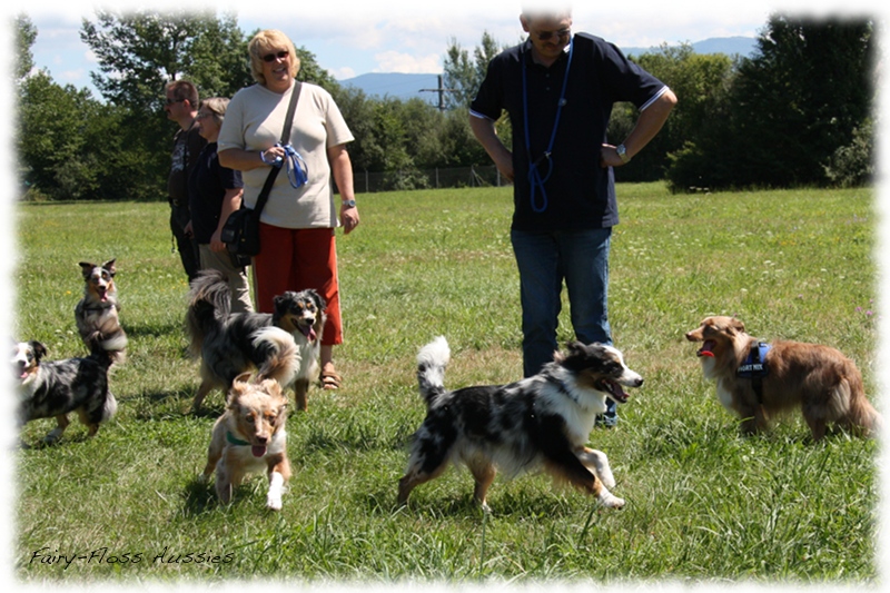 Mini Aussie Welpen -   Mini Aussie Züchter - Gesunde Mini      Aussies