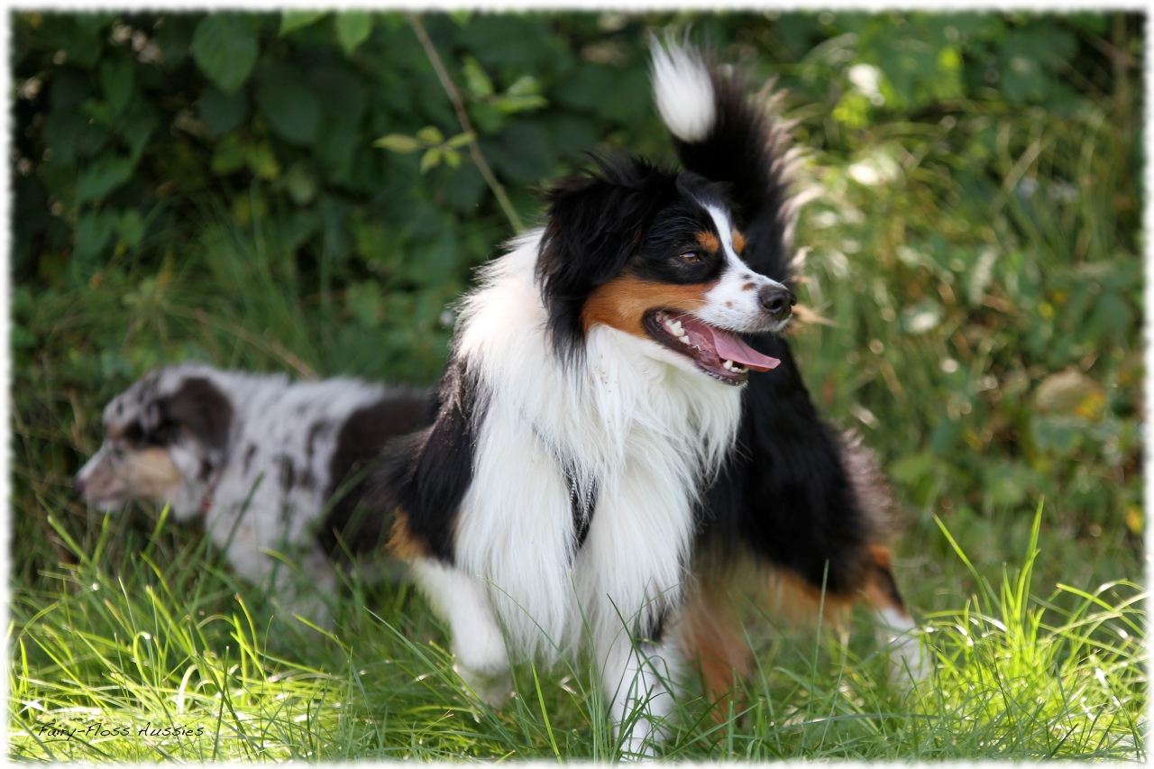 Mini Aussie Welpentreffen 2012