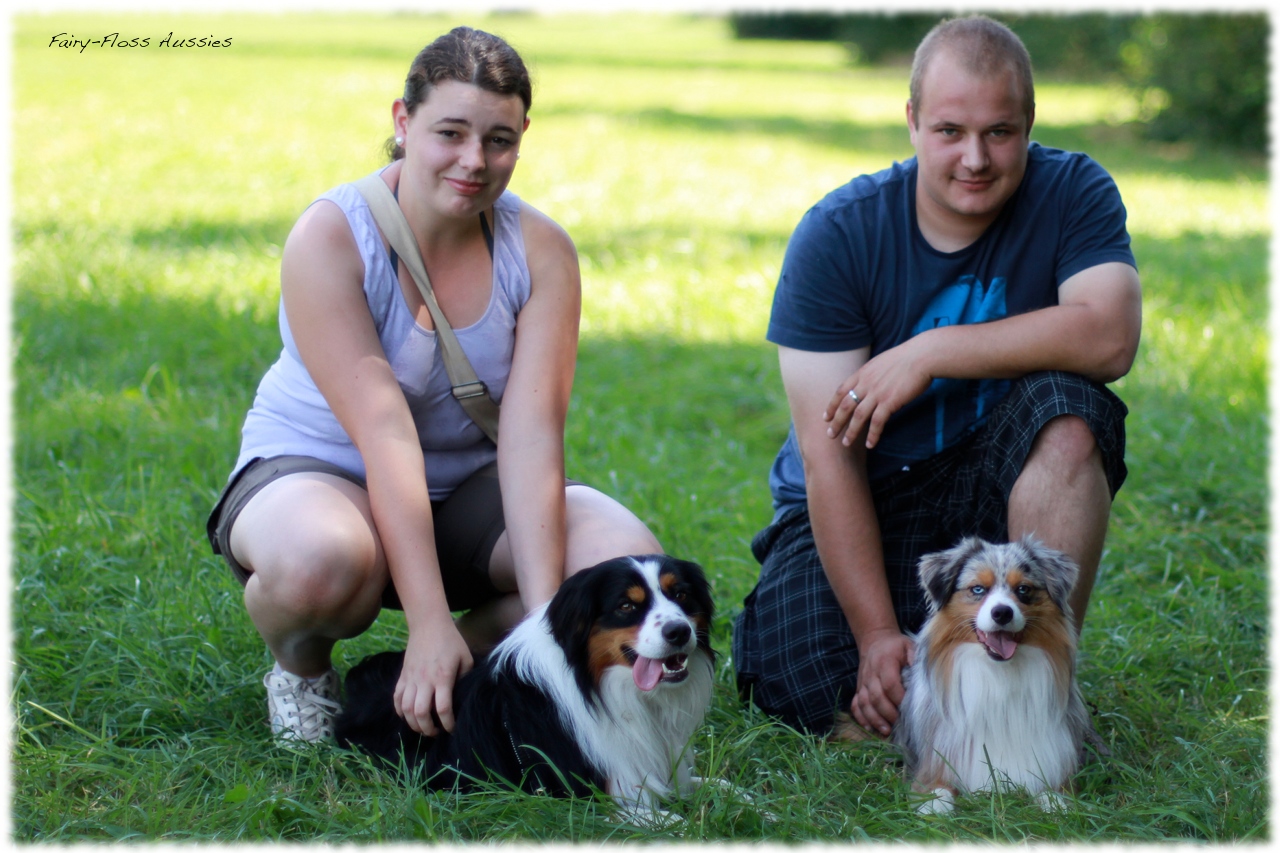 Mini Aussie Welpentreffen 2012