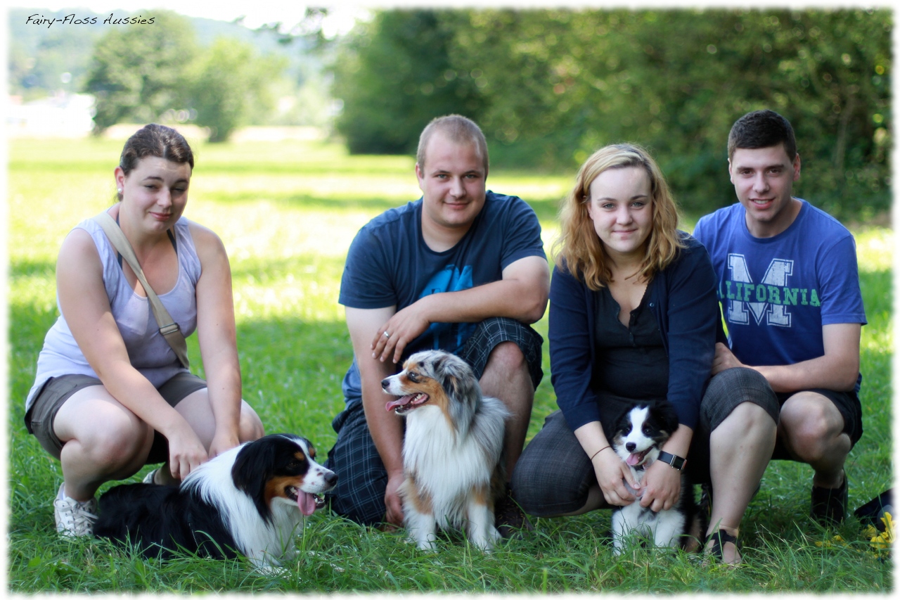 Mini Aussie Welpentreffen 2012