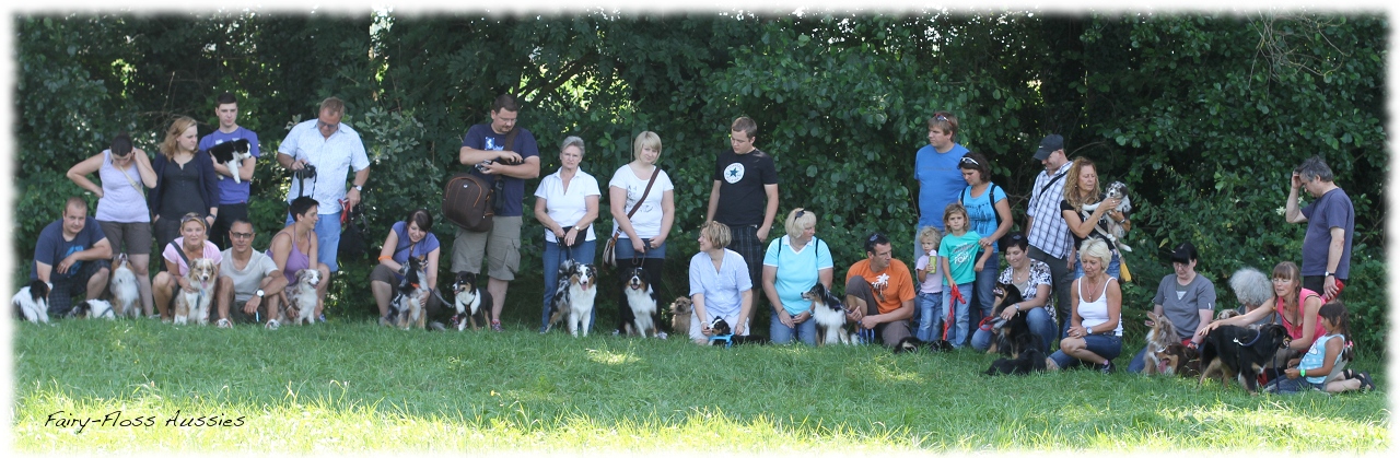 Mini Aussie Welpentreffen 2012