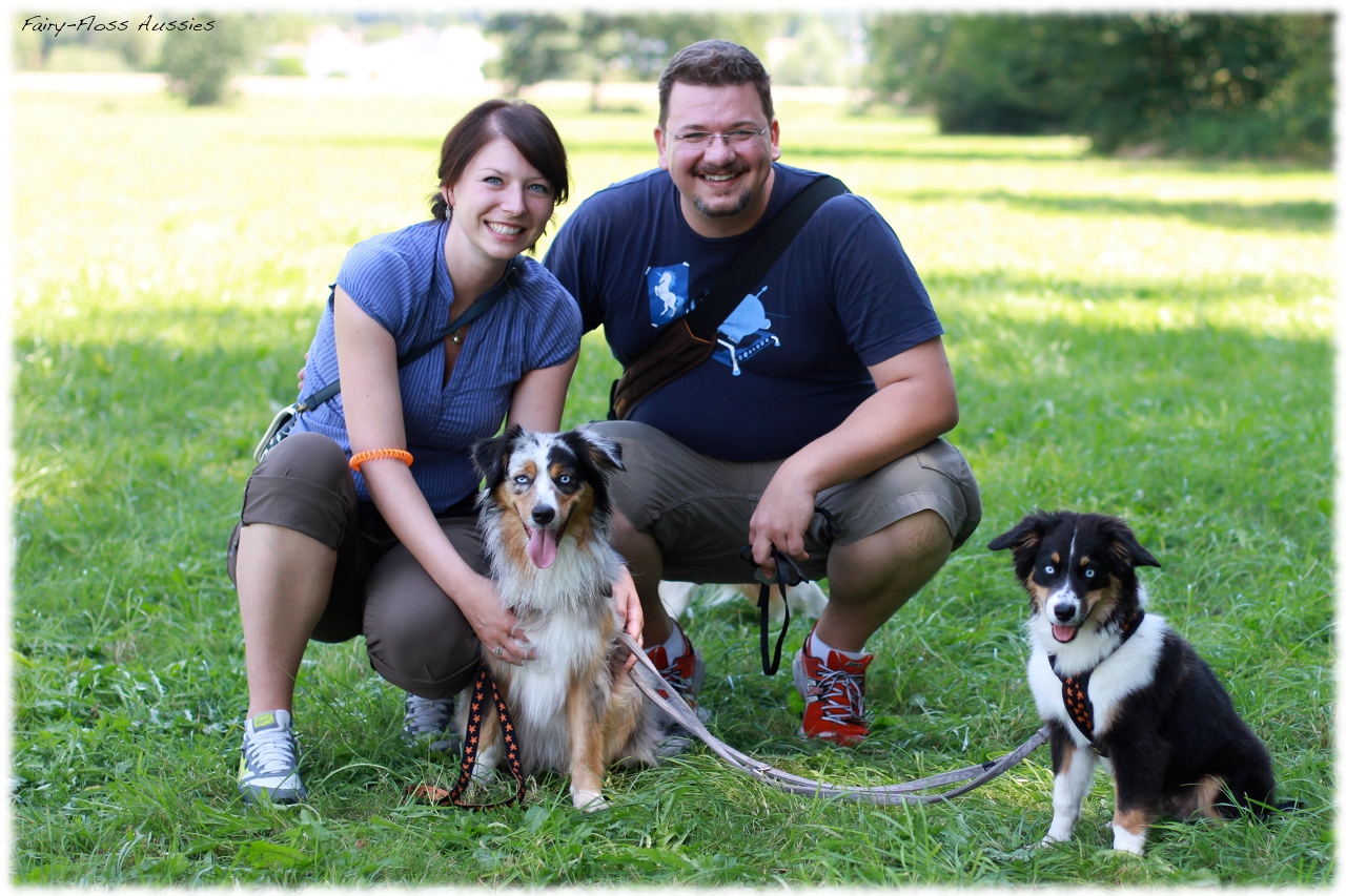 Mini Aussie Welpentreffen 2012