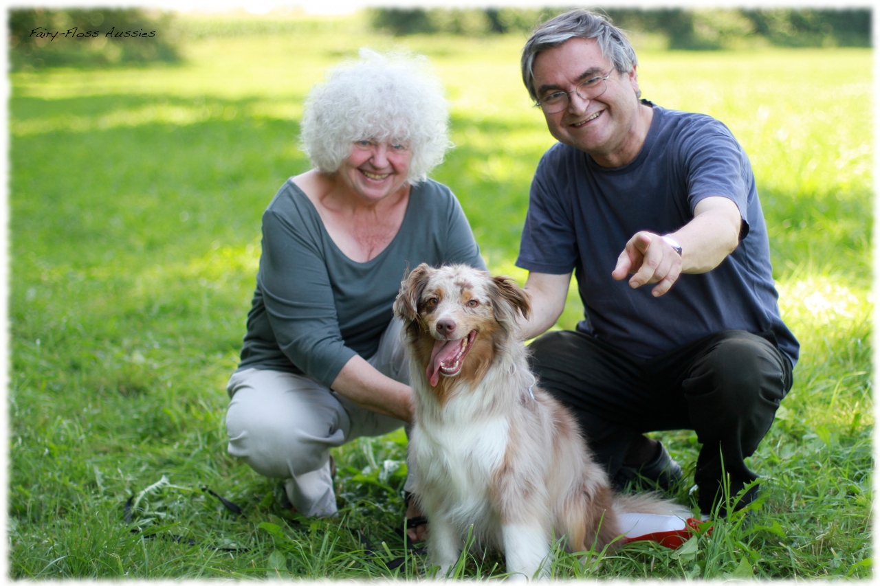 Mini Aussie Welpentreffen 2012