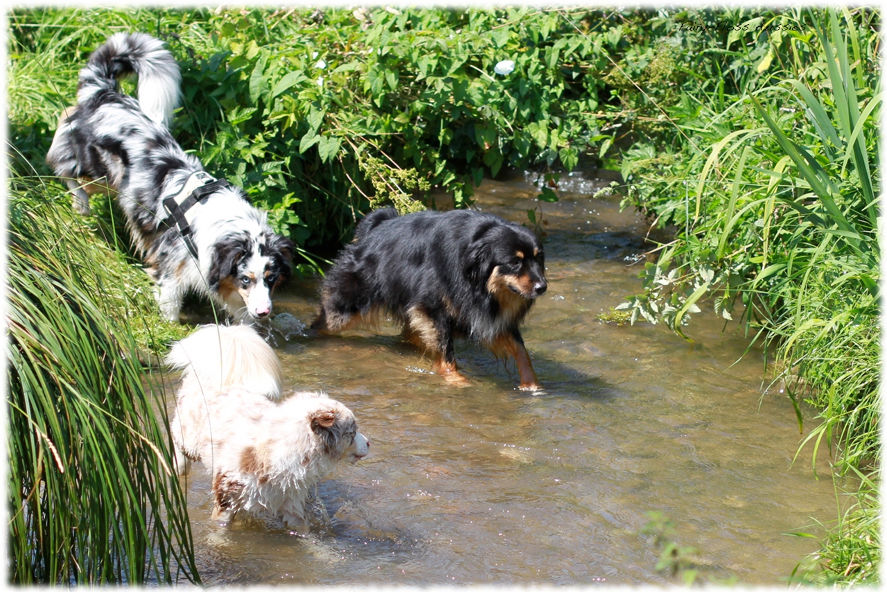 Mini Aussie Welpentreffen 2012