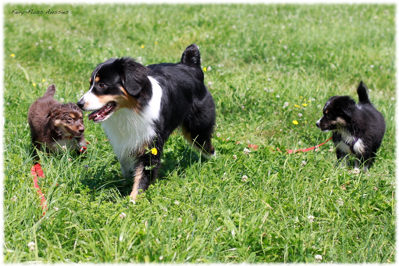 Mini Aussie Welpentreffen 2012