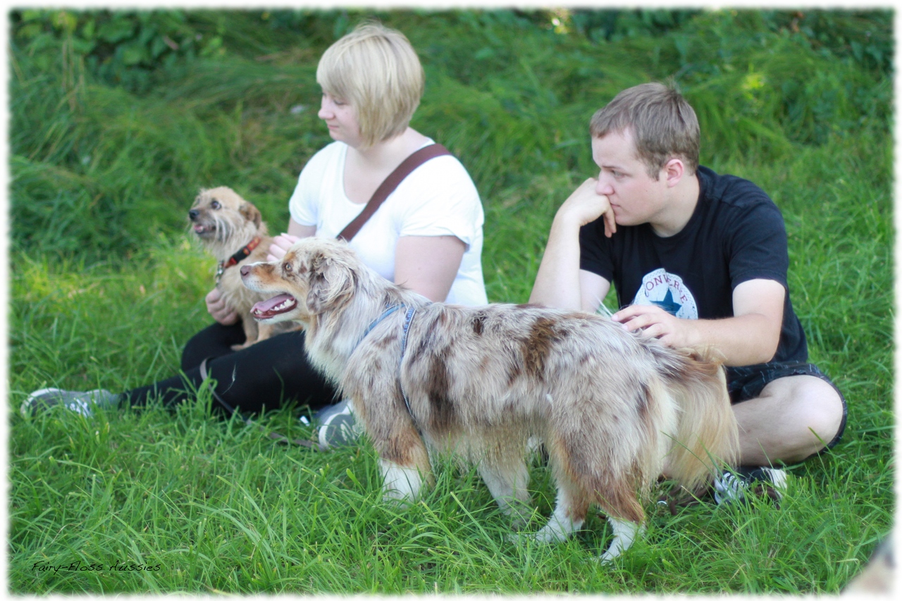 Mini Aussie Welpentreffen 2012