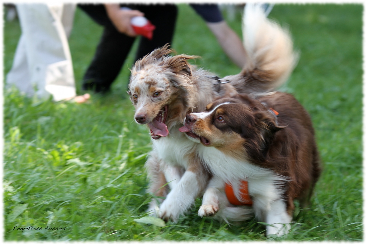 Mini Aussie Welpentreffen 2012