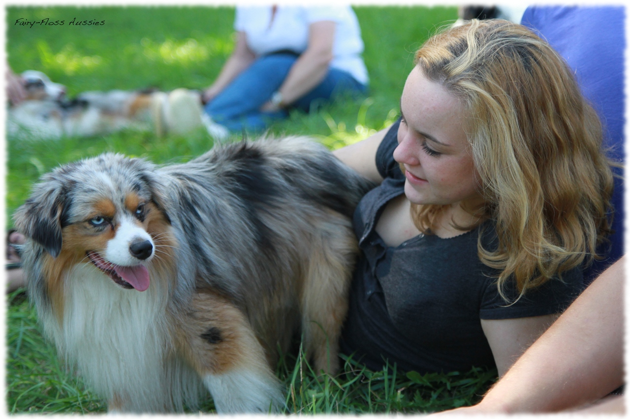 Mini Aussie Welpentreffen 2012