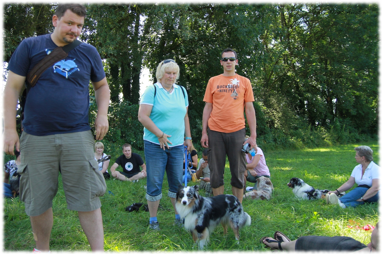 Mini Aussie Welpentreffen 2012