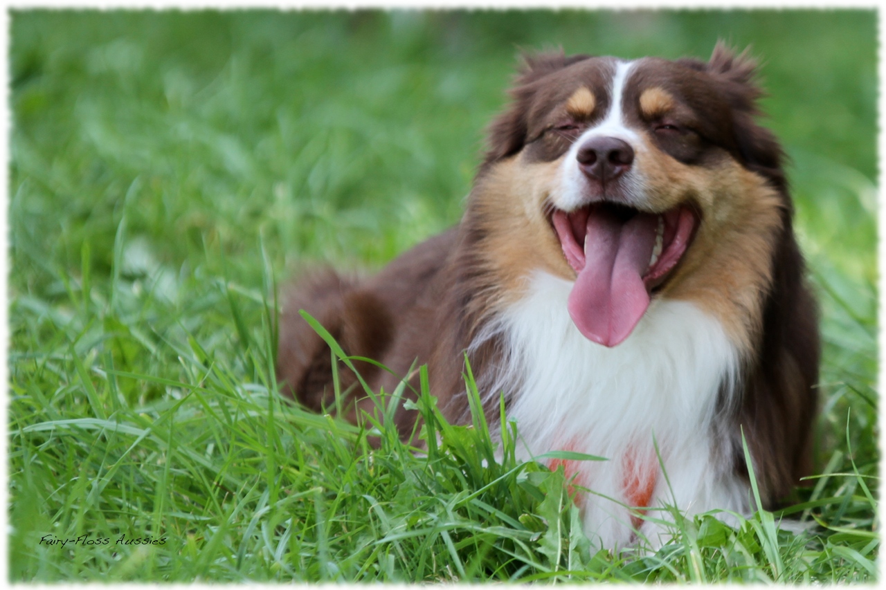 Mini Aussie Welpentreffen 2012