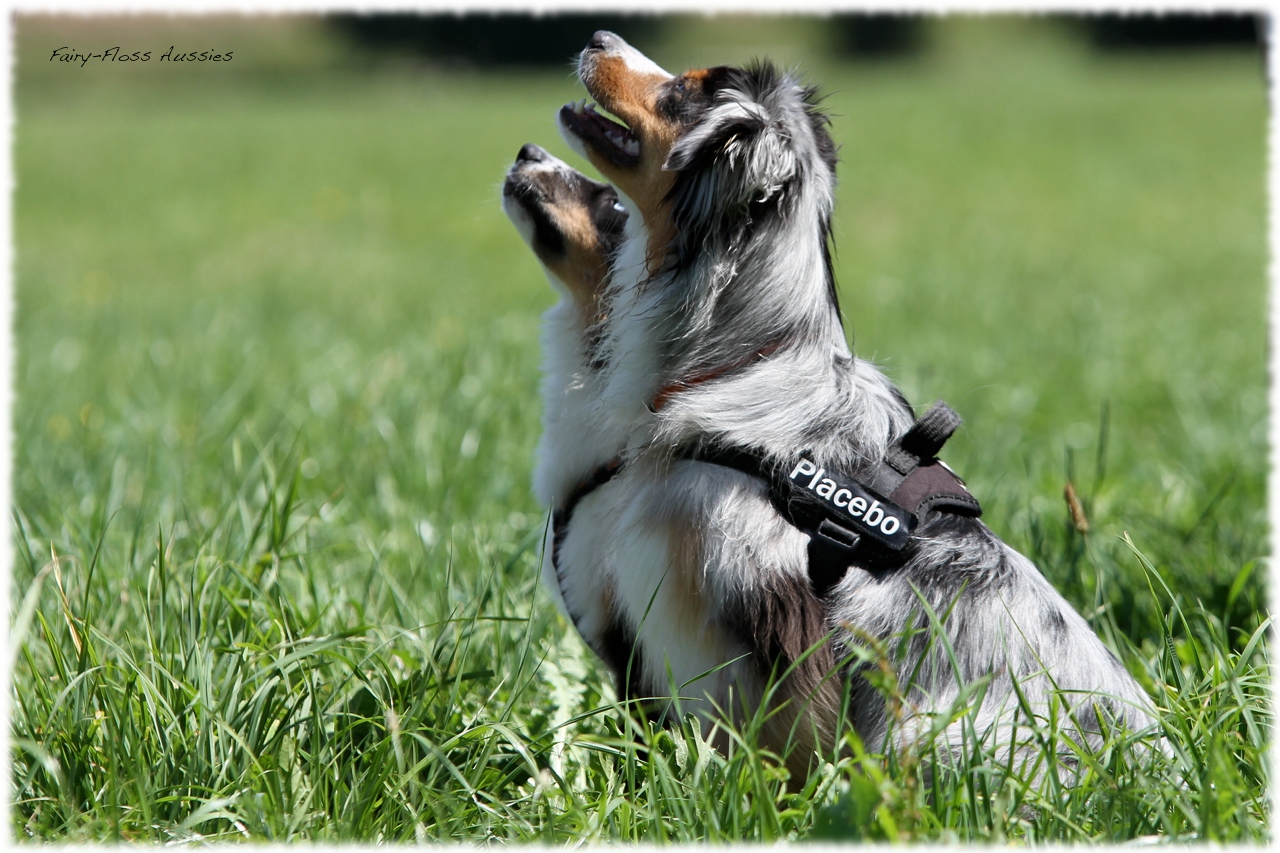 Mini Aussie Welpentreffen 2012