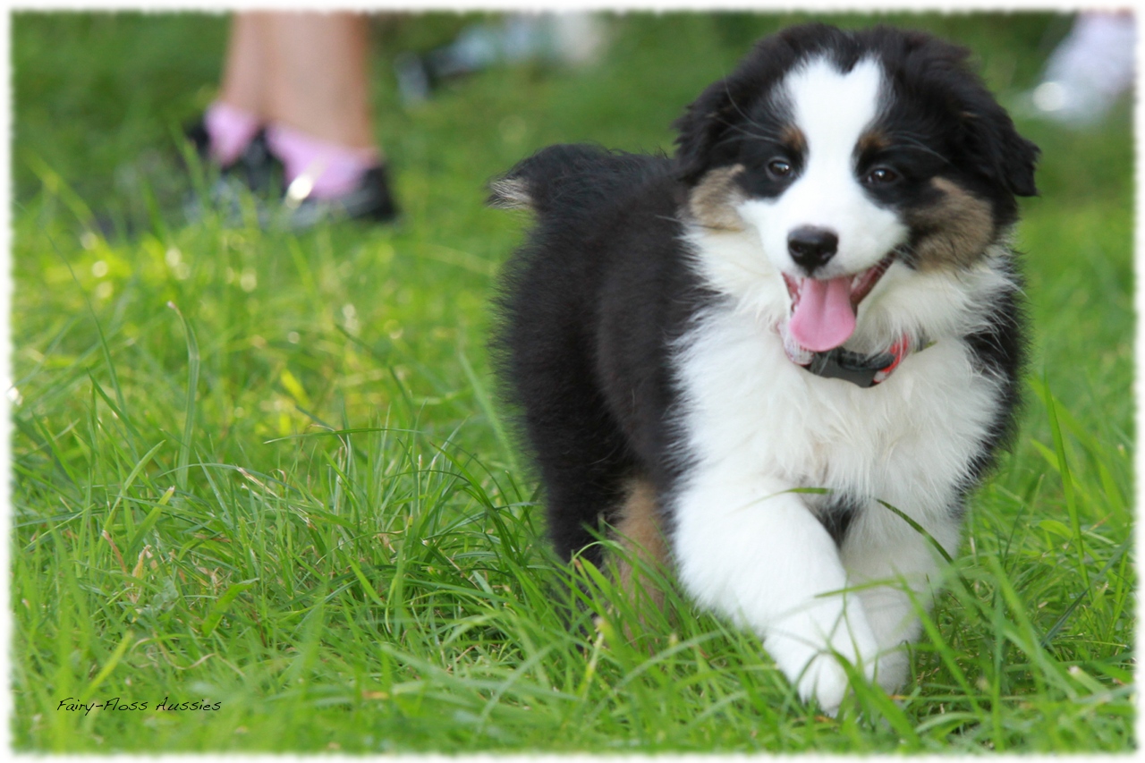 Mini Aussie Welpentreffen 2012