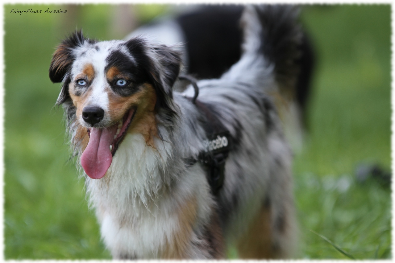 Mini Aussie Welpentreffen 2012