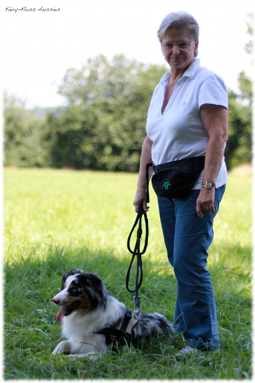 Mini Aussie Welpentreffen 2012