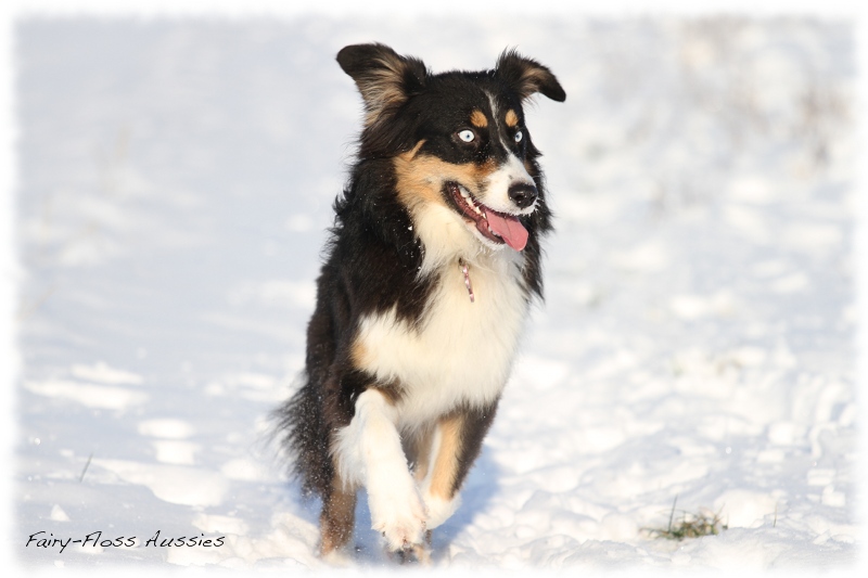 Mini Aussies im Winter beim Spielen im Schnee