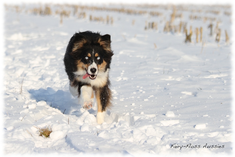 Mini Aussies im Winter beim Spielen im Schnee