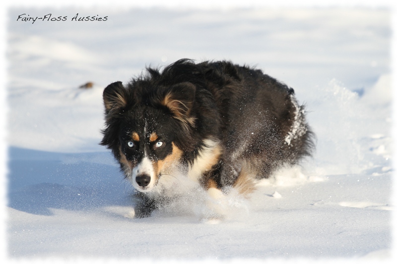 Mini Aussies im Winter beim Spielen im Schnee