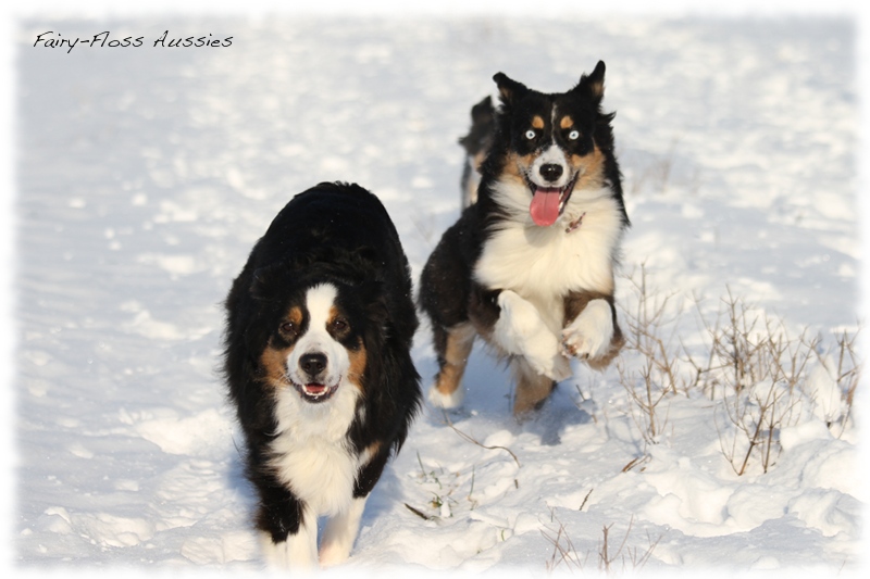 Mini Aussies im Winter beim Spielen im Schnee