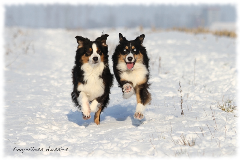 Mini Aussies im Winter beim Spielen im Schnee