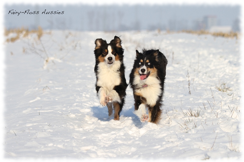 Mini Aussies im Winter beim Spielen im Schnee