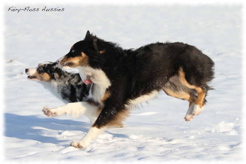 Mini Aussies im Winter beim Spielen im Schnee