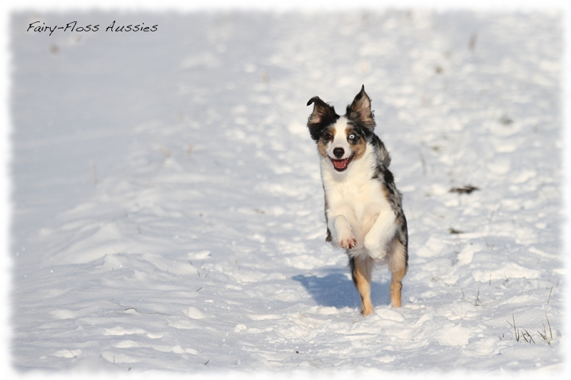 Mini Aussies im Winter beim Spielen im Schnee