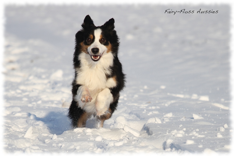 Mini Aussies im Winter beim Spielen im Schnee