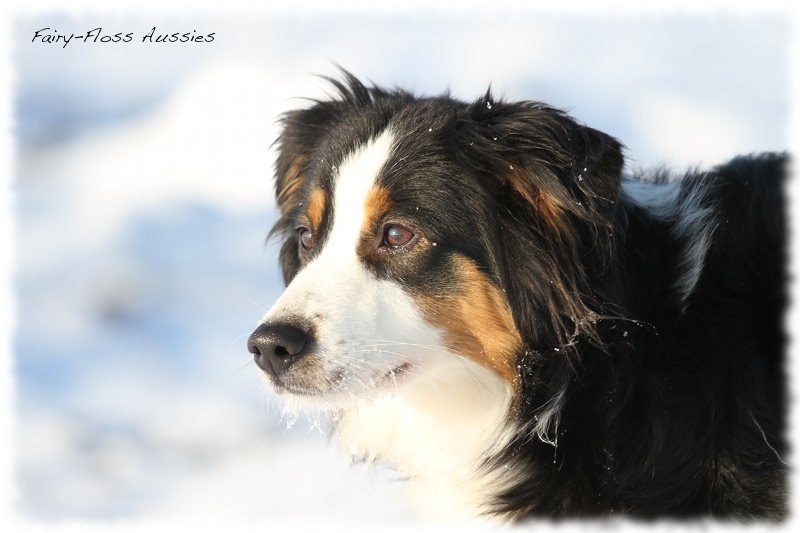 Mini Aussies im Winter beim Spielen im Schnee