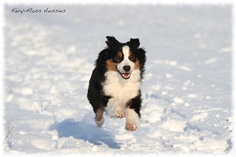 Mini Aussies im Winter beim Spielen im Schnee