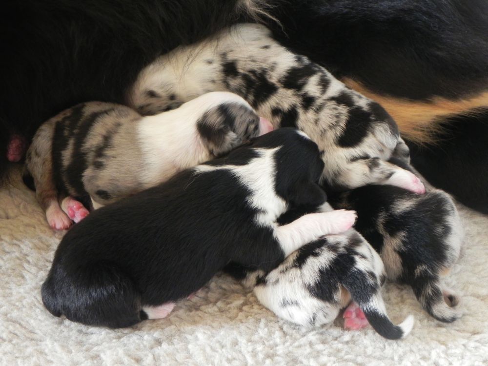 Miniature Australian Shepherd Welpen Mini Aussie Welpen - Mini Aussie Züchter - Gesunde Mini Aussies