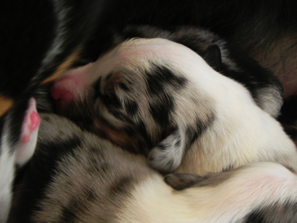 Miniature Australian Shepherd Welpen Mini Aussie Welpen - Mini Aussie Züchter - Gesunde Mini Aussies