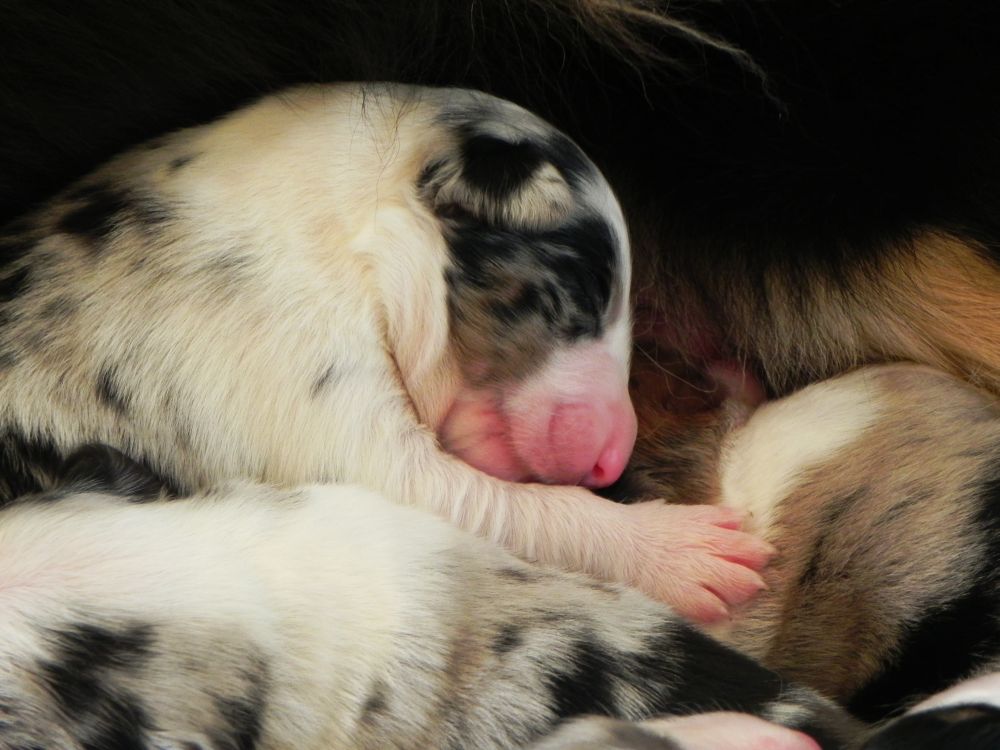 Mini Aussie Welpen - Mini Aussie Züchter - Gesunde Mini Aussies