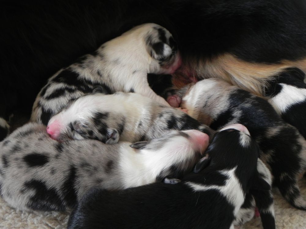 Miniature Australian Shepherd Welpen Mini Aussie Welpen - Mini Aussie Züchter - Gesunde Mini Aussies