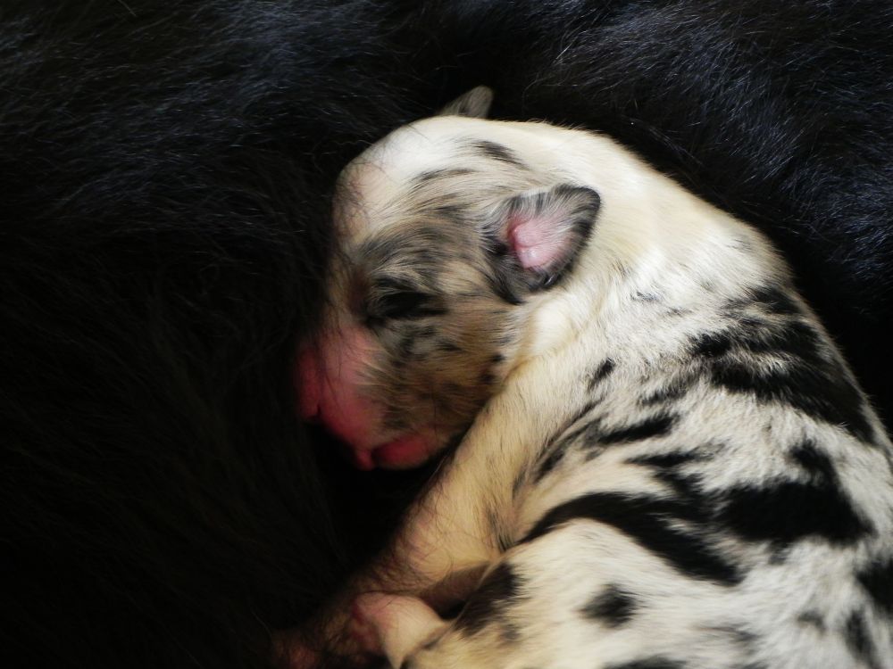 Mini Aussie Welpen - Mini Aussie Züchter - Gesunde Mini Aussies