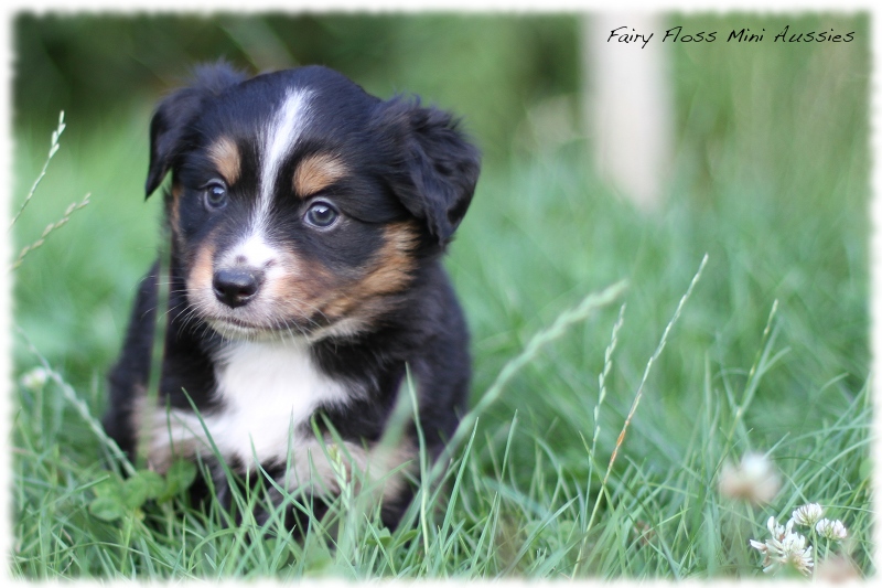 Mini Aussie Welpen - Mini Aussie Züchter - Gesunde Mini Aussies