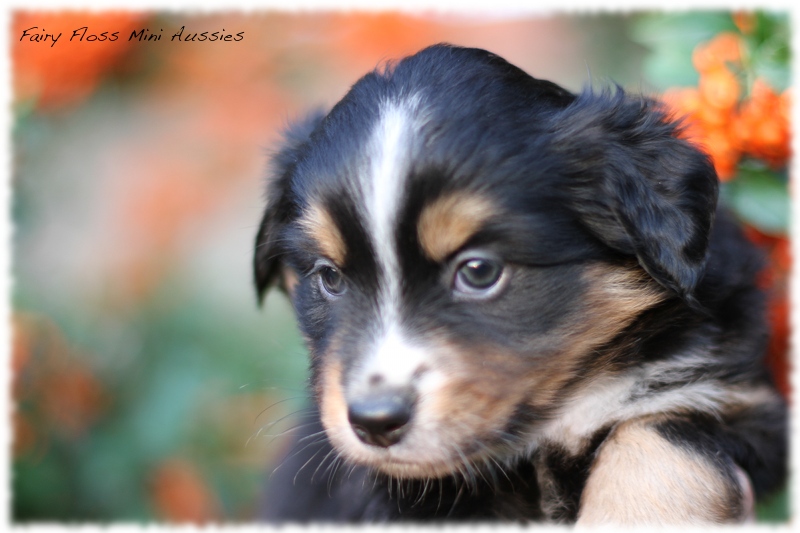 Mini Aussie Welpen - Mini Aussie Züchter - Gesunde Mini Aussies