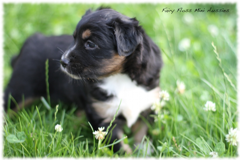 Mini Aussie Welpen - Mini Aussie Züchter - Gesunde Mini Aussies