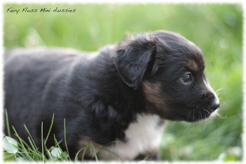 Mini Aussie Welpen - Mini Aussie Züchter - Gesunde Mini Aussies