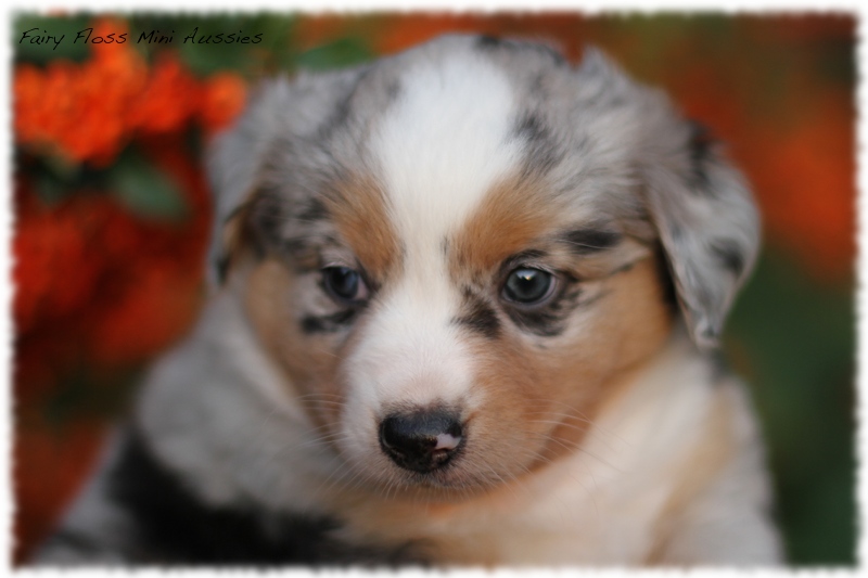 Mini Aussie Welpen - Mini Aussie Züchter - Gesunde Mini Aussies