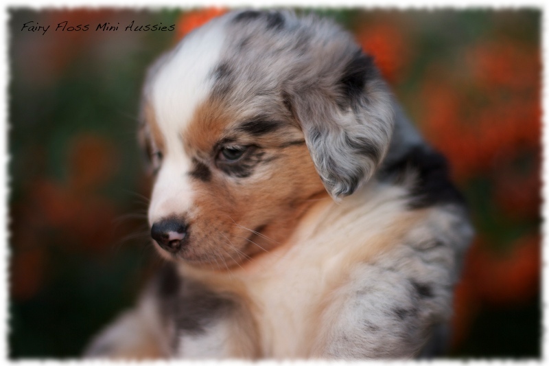 Mini Aussie Welpen - Mini Aussie Züchter - Gesunde Mini Aussies