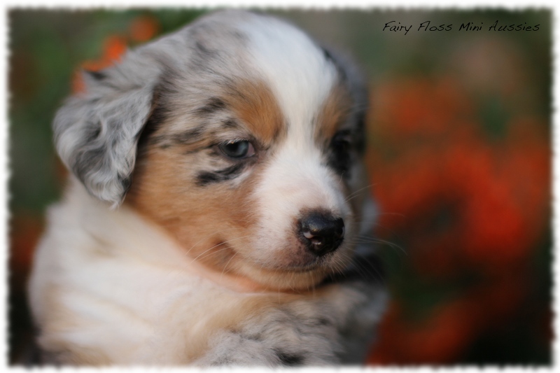 Mini Aussie Welpen - Mini Aussie Züchter - Gesunde Mini Aussies