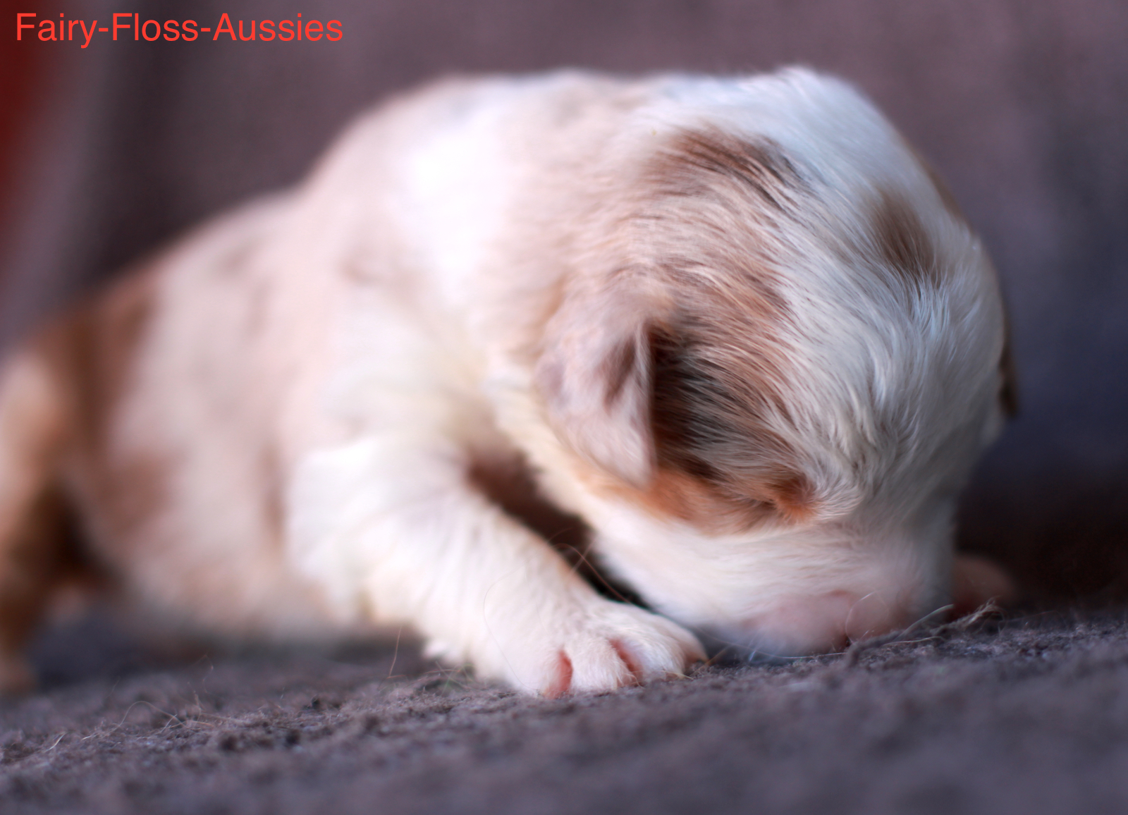 Mini Aussie Welpen