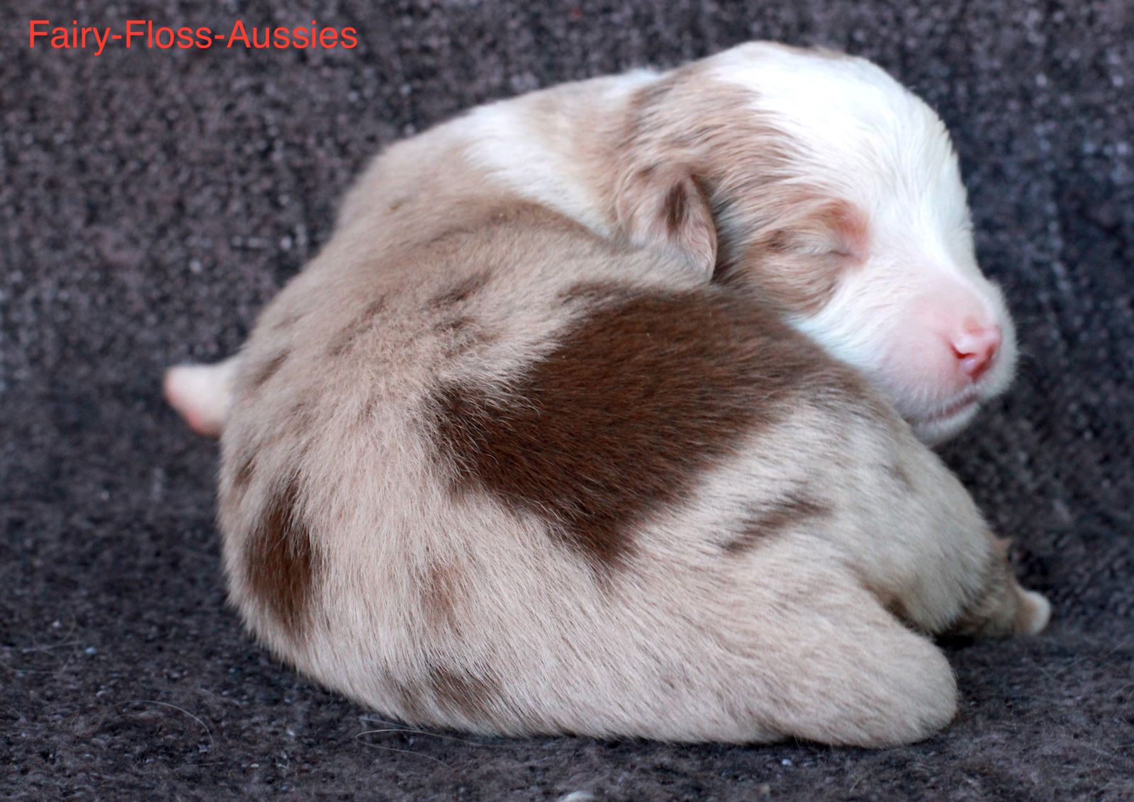 Mini Aussie Welpen - Miniature Australian Shepherd Züchter Mini Aussie Welpen