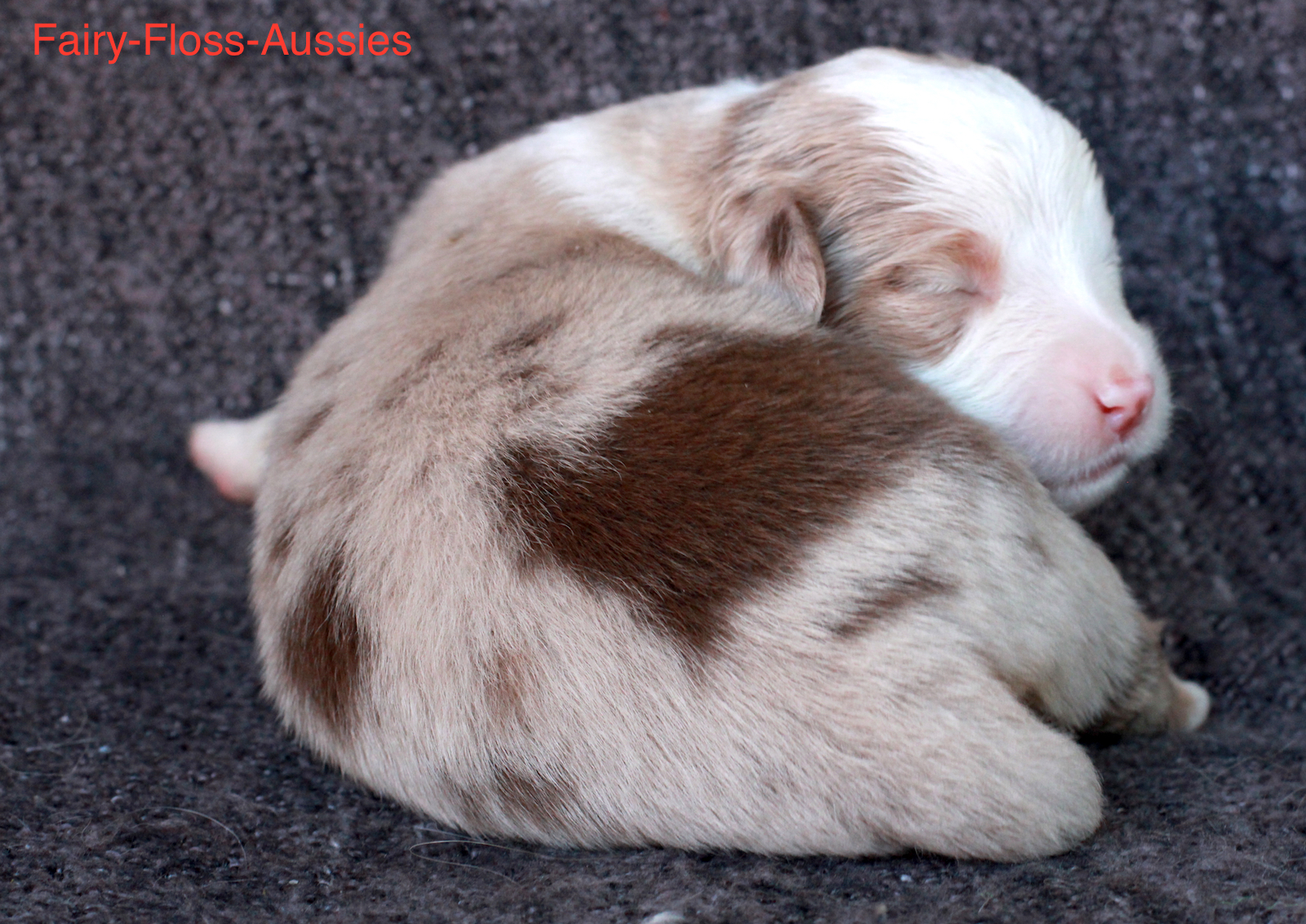 Mini Aussie Welpen